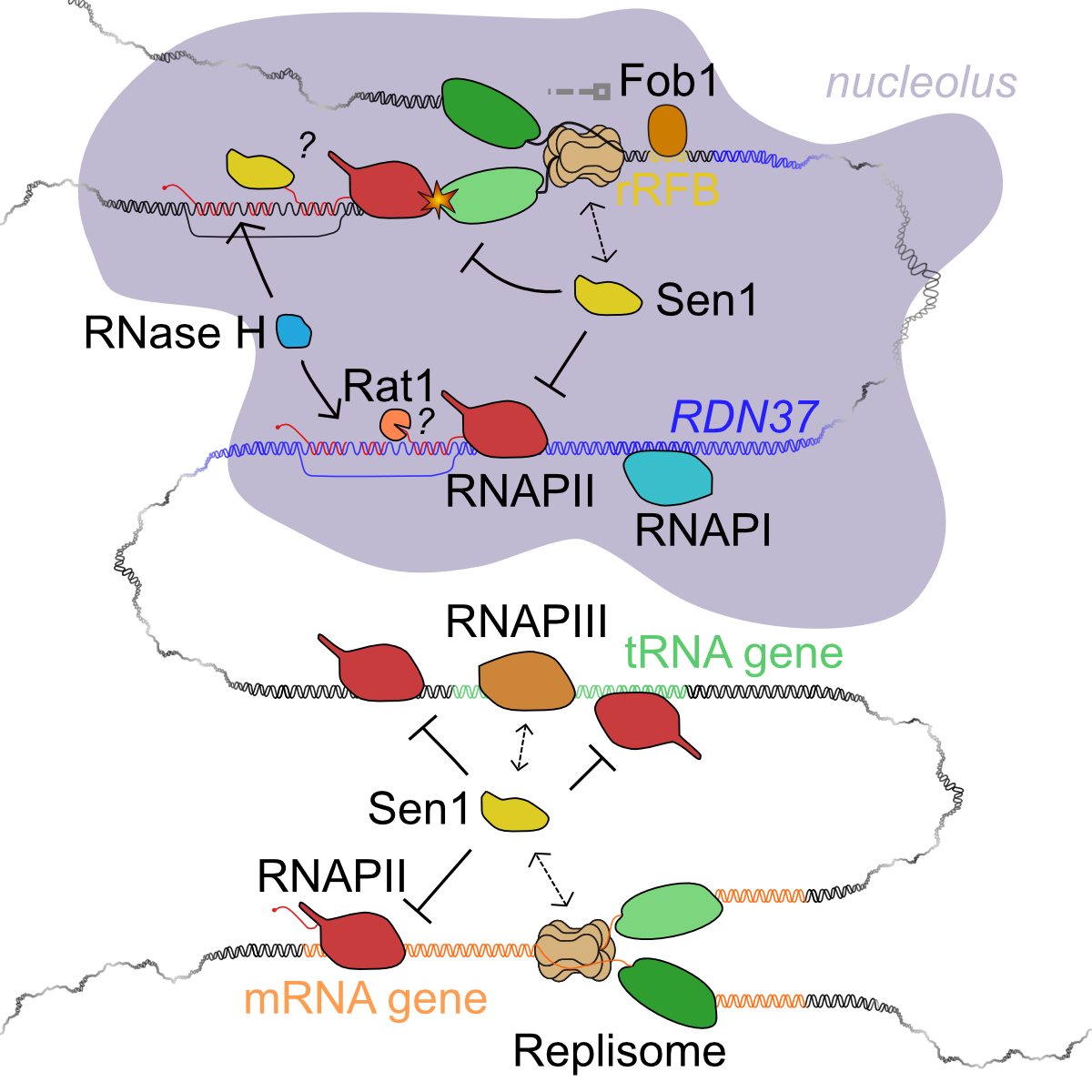 Mechanisms of genome expression and integrity – IGMM