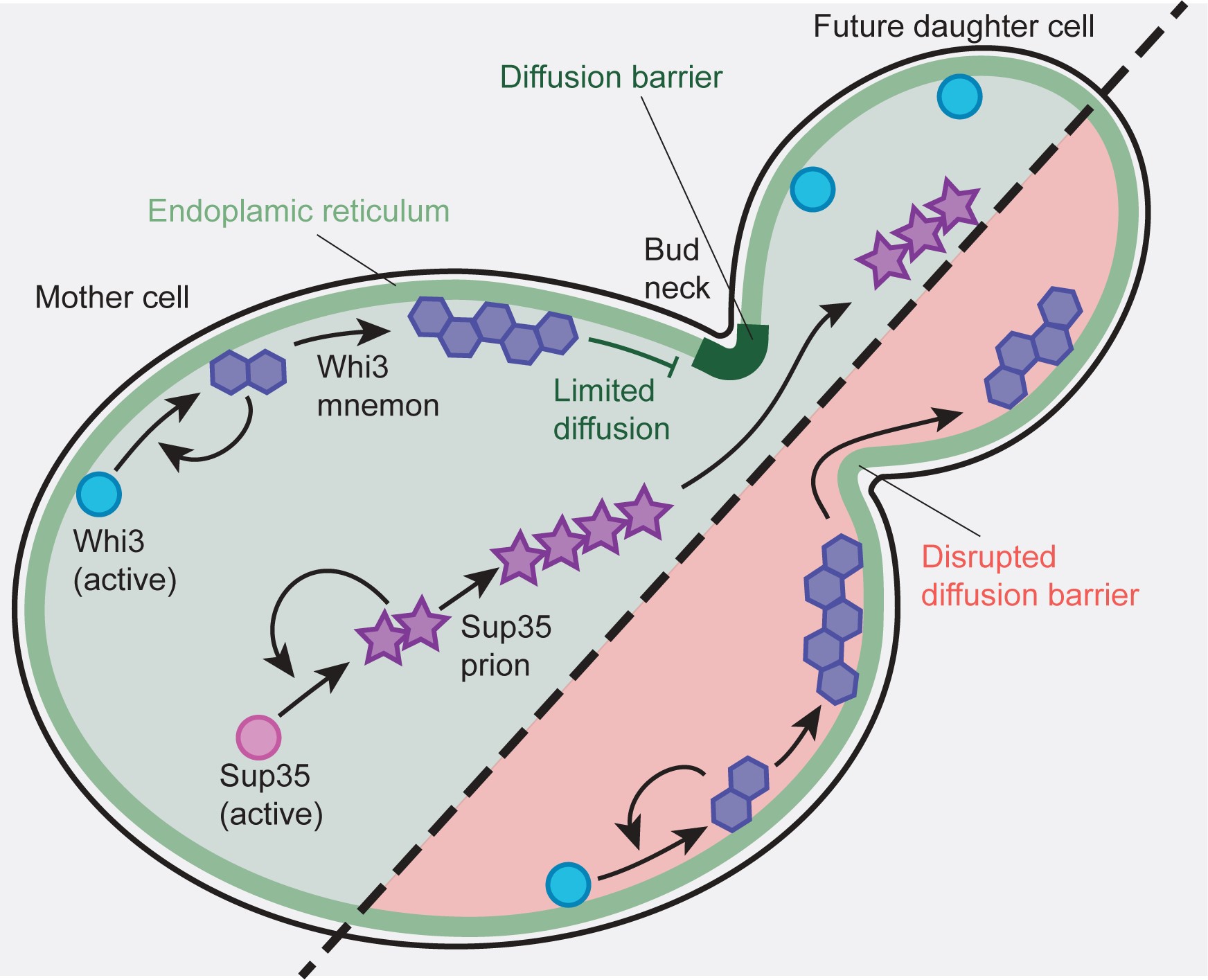 Asymmetric inheritance of cell fate and memory – IGMM