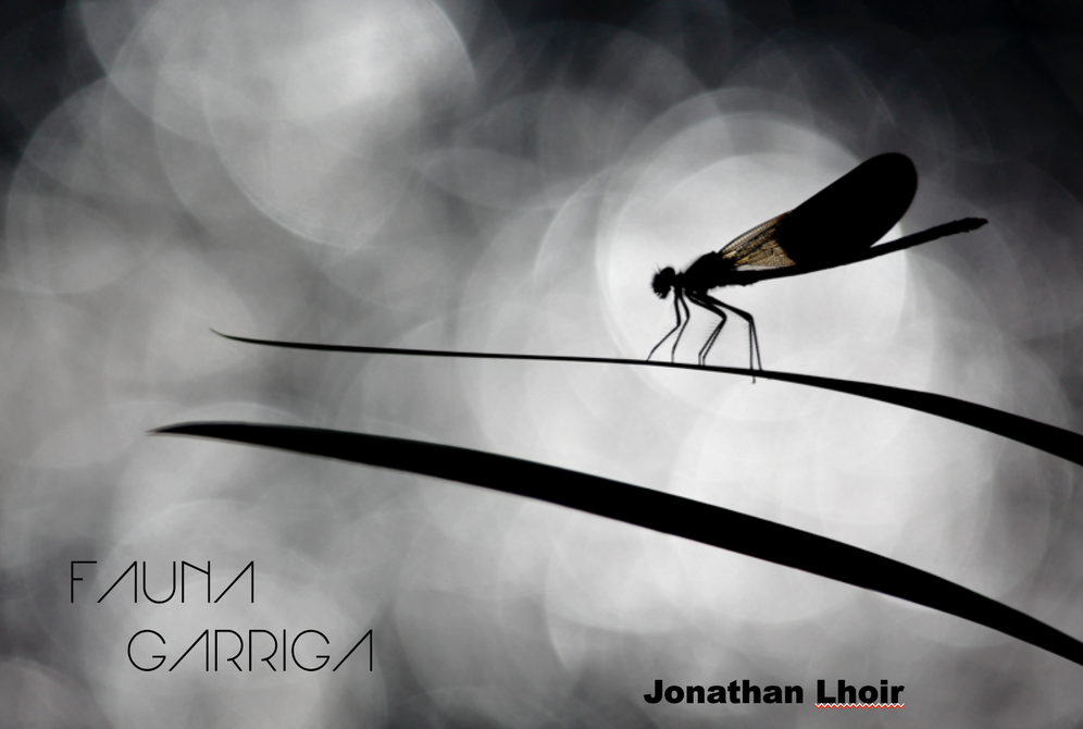 fauna garriga
