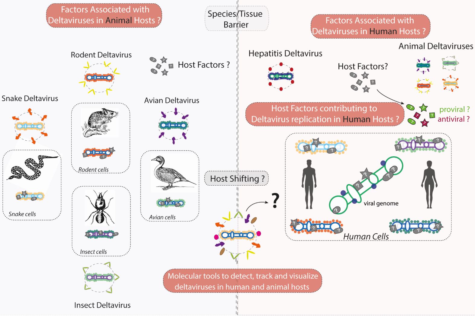 Virus à ARN et facteurs hôte – IGMM