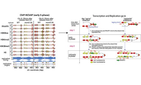 The asymmetric distribution of RNA polymerase II and nucleosomes on ...